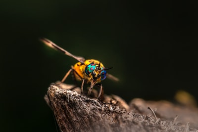 brown and black insect on brown wood